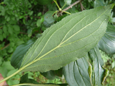 Verso des feuilles. Agrandir dans une nouvelle fenêtre (ou onglet)